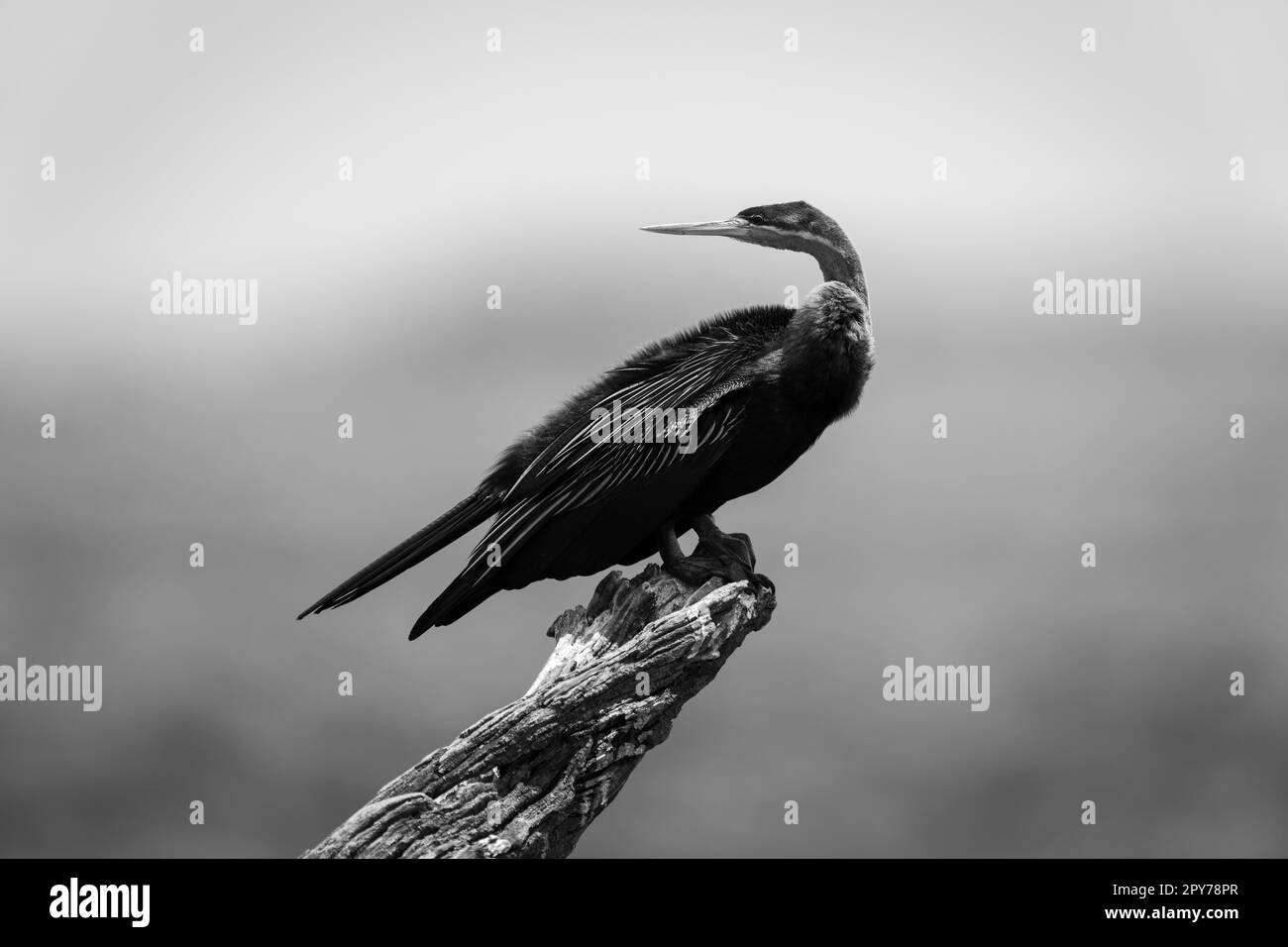 African mono hi-res stock photography and images - Alamy