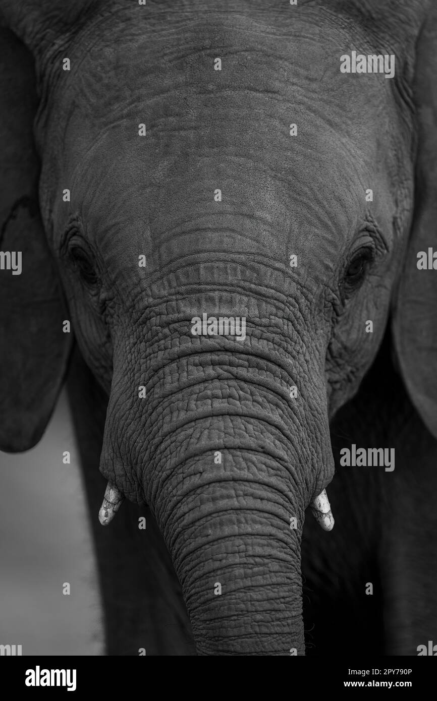 Mono close-up of baby elephant facing camera Stock Photo