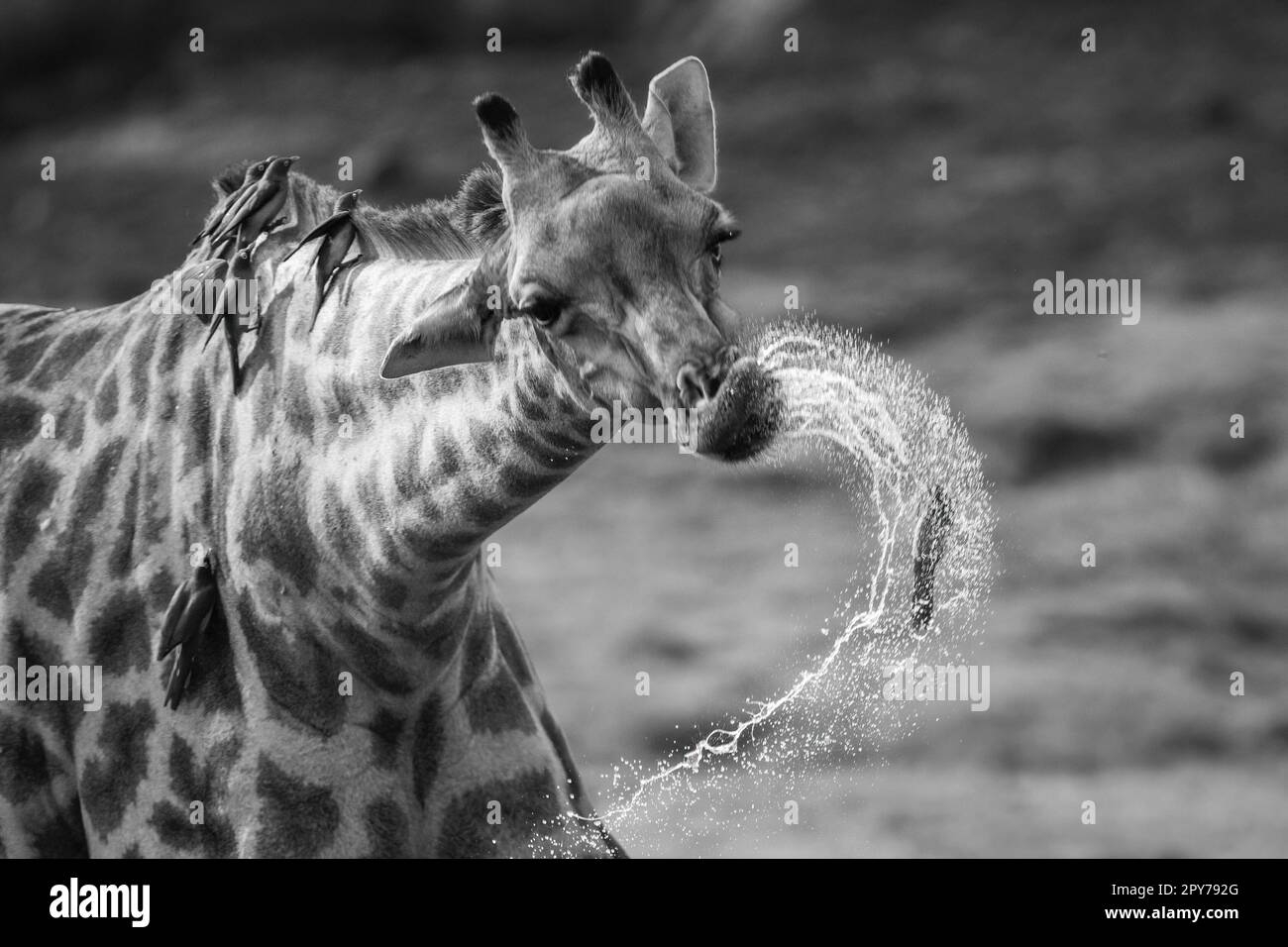 Giraffe mouth bird hi-res stock photography and images - Alamy