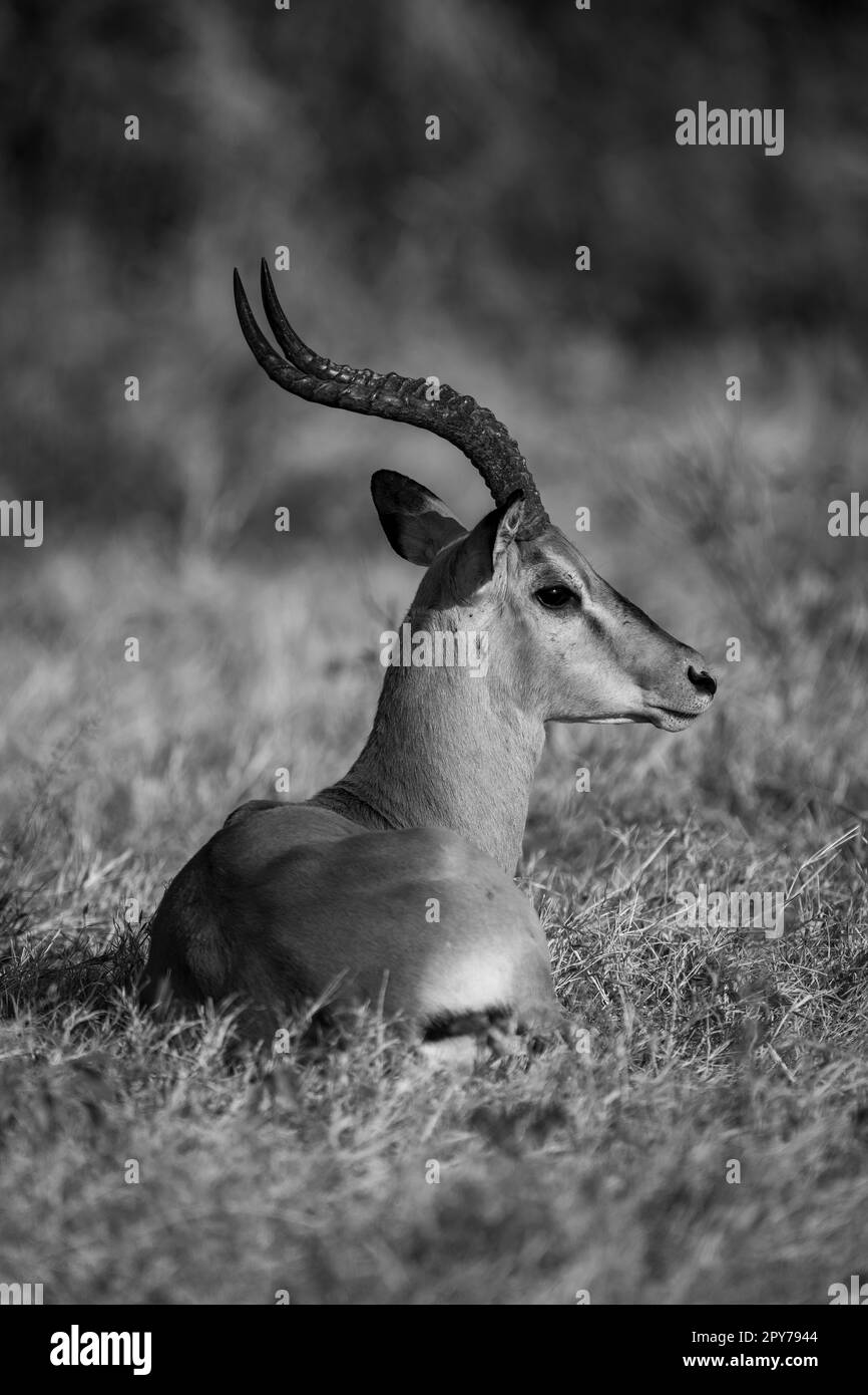 Vertical mono hi-res stock photography and images - Alamy
