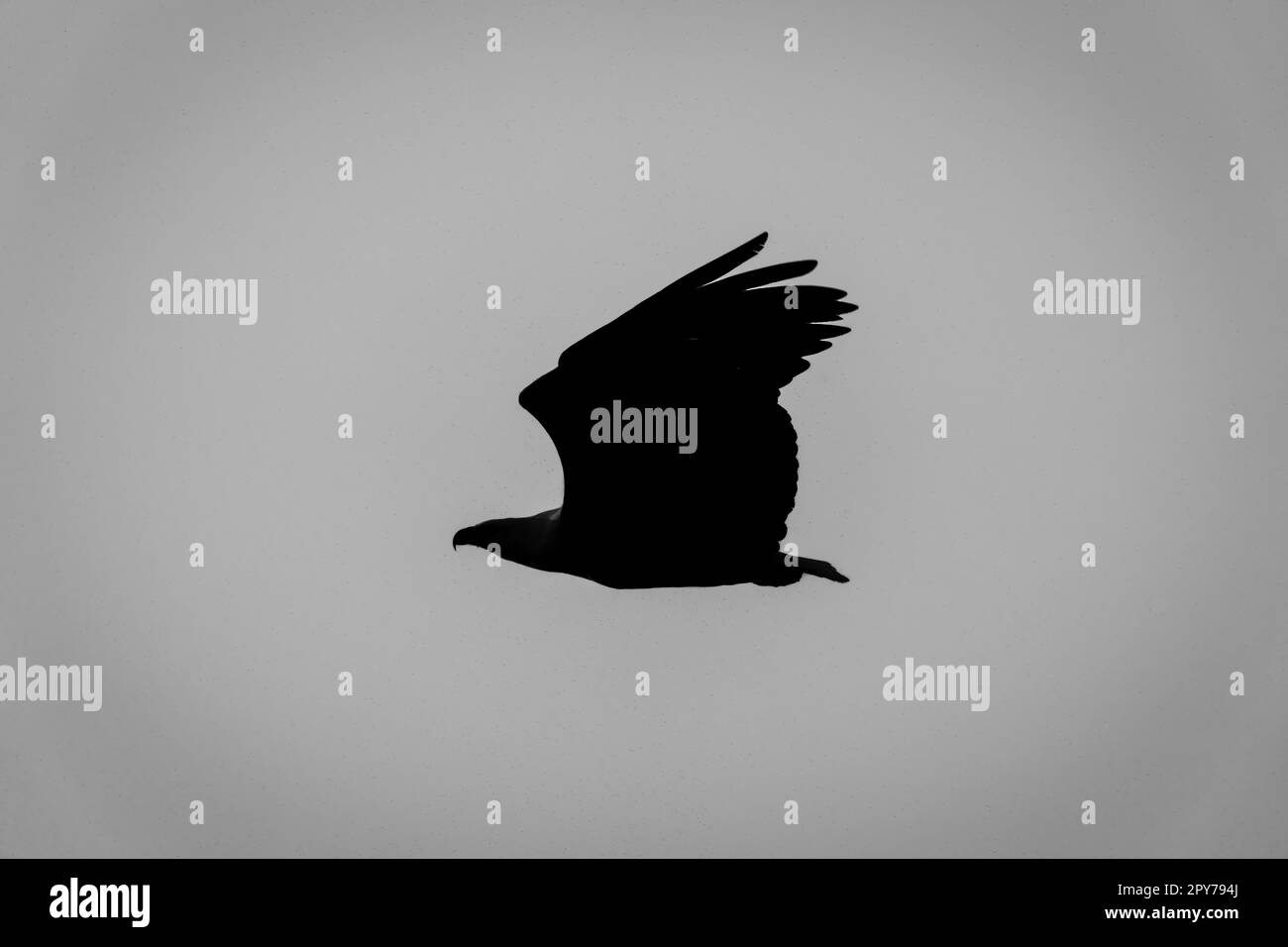 Mono silhouette of African fish eagle flying Stock Photo - Alamy