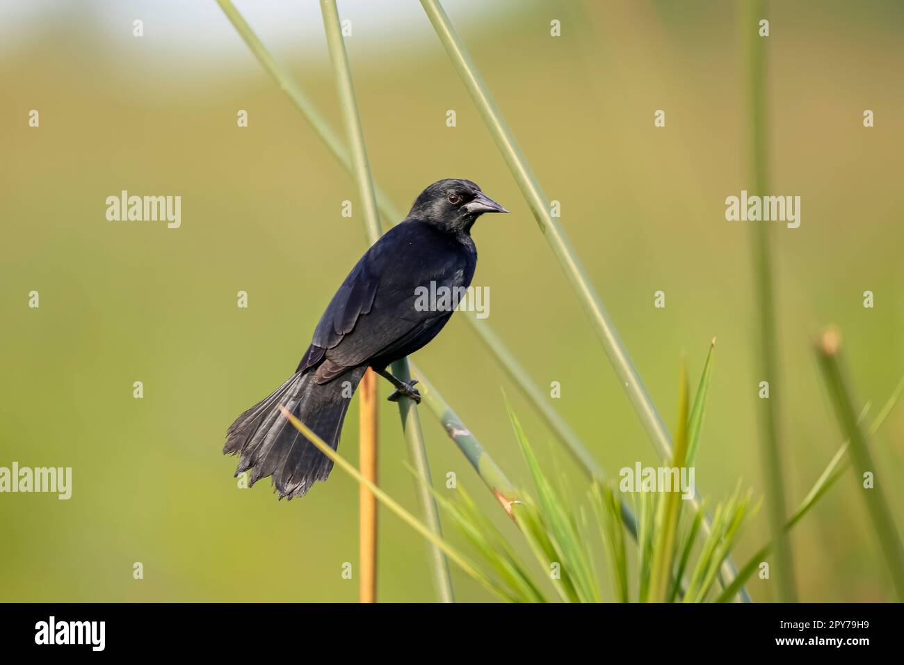 Chopi Blackbird perched on a reeds stalk against green background, Pantanal Wetlands, Mato Grosso, Brazil Stock Photo