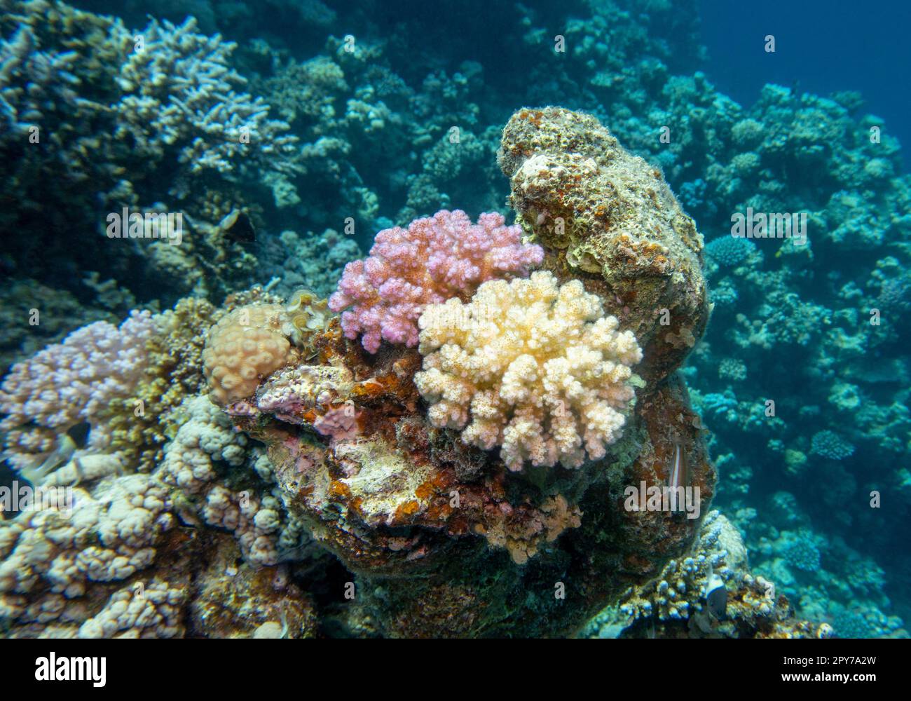 Colorful, picturesque coral reef at the bottom of tropical sea, violet and white Pocillopora, underwater landscape Stock Photo