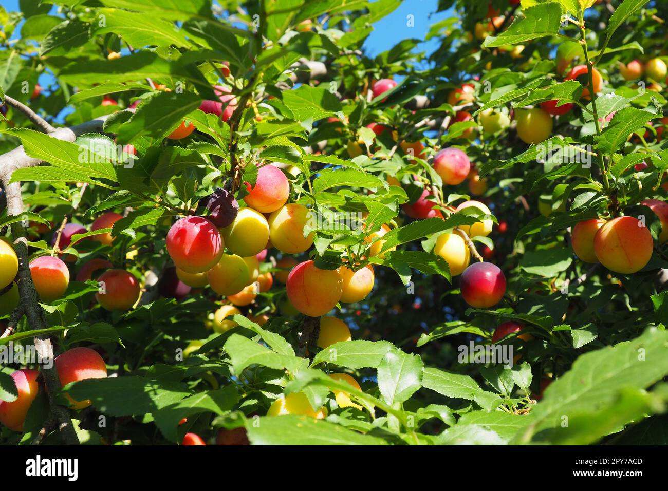Prunus cerasifera is a species of plum known by the common names cherry plum and myrobalan plum. ornamental tree for garden and landscaping. Yellow and red plum fruits on the branches Stock Photo