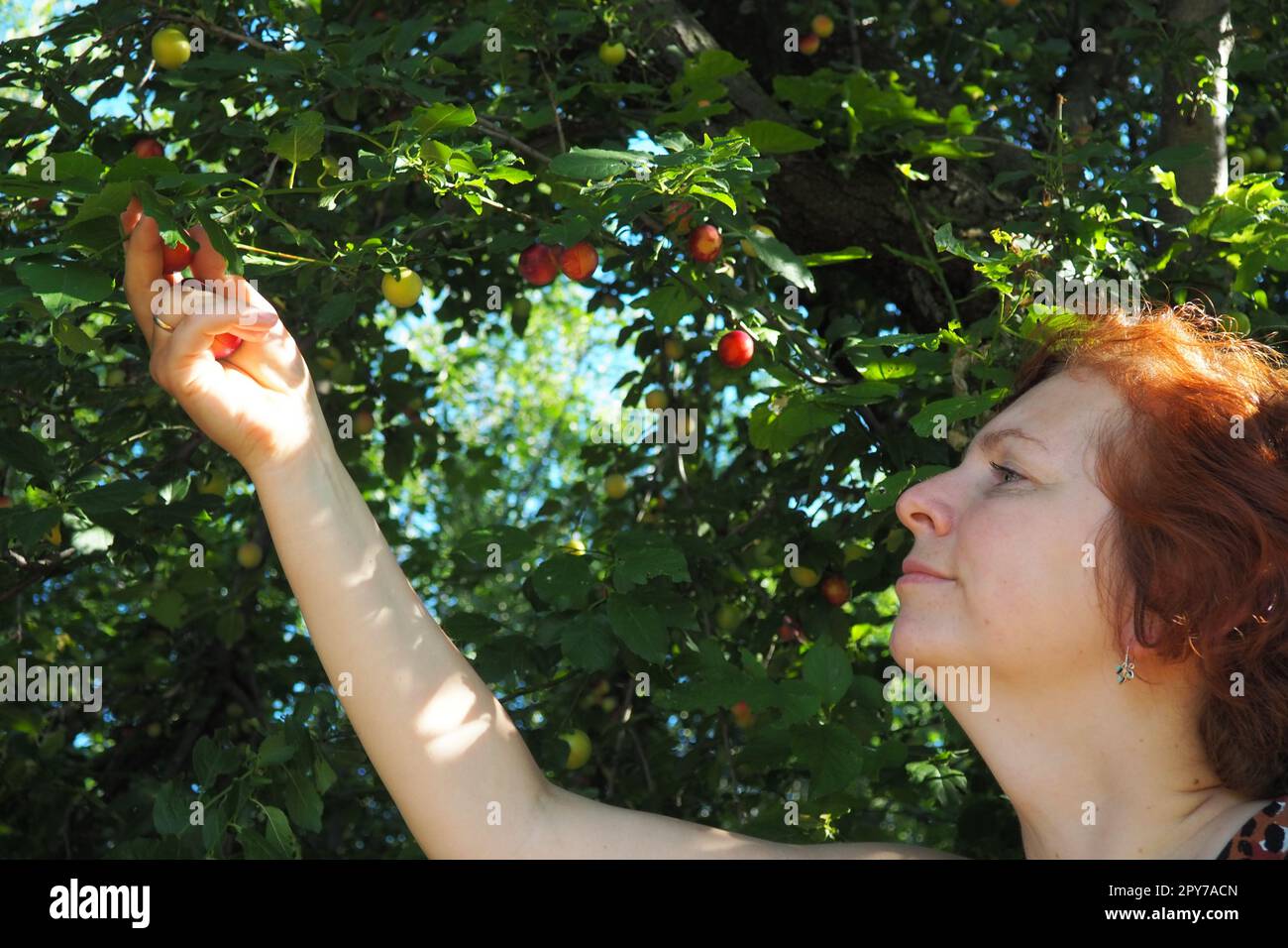 caucasian woman 40 years old collects cherry plum from a tree. Harvest in Serbia. Prunus cerasifera is a species of plum known by the common names cherry plum and myrobalan plum Stock Photo