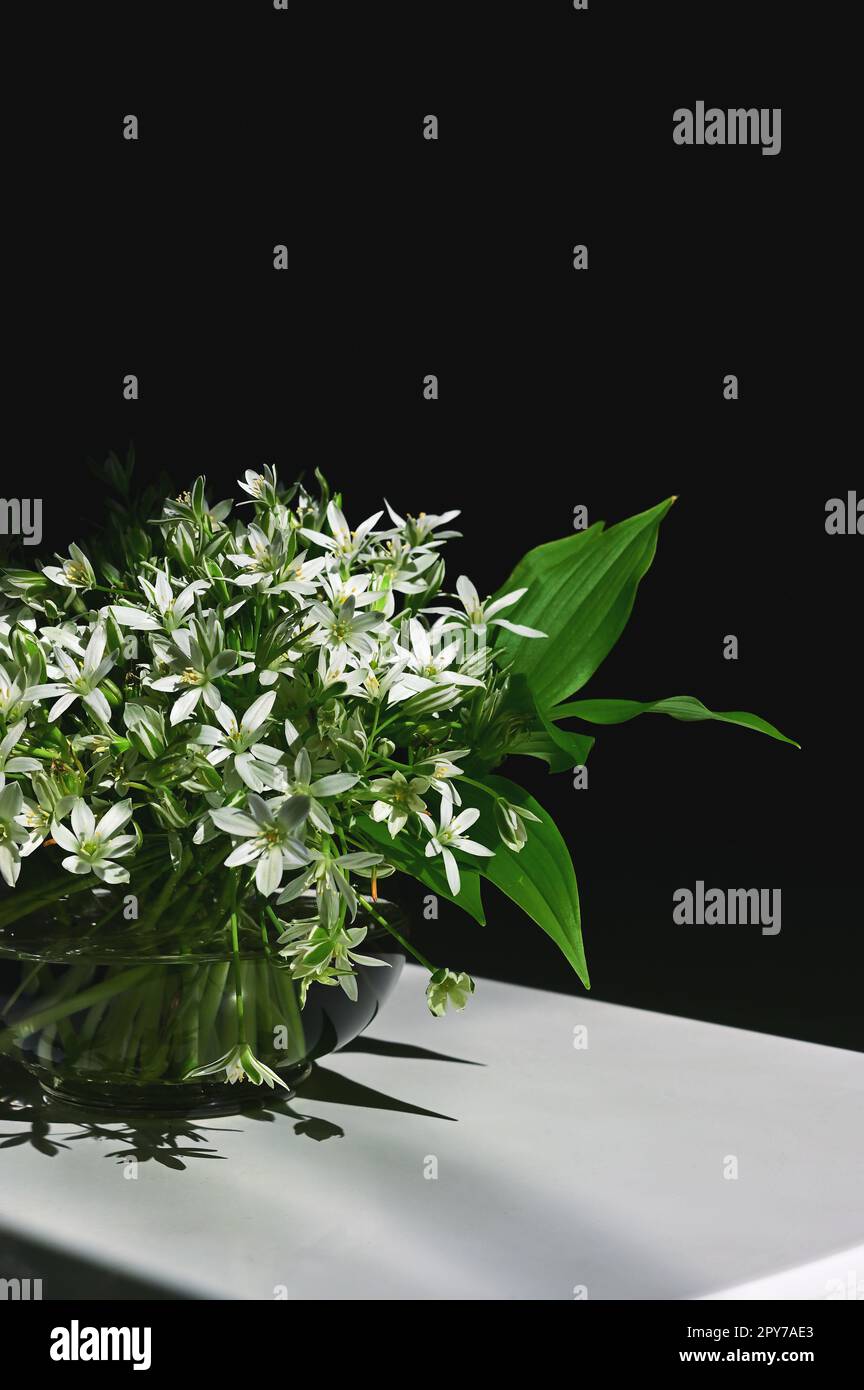 White flowers of Ornithogalum umbellatum or Star of Bethlehem in vase Stock Photo