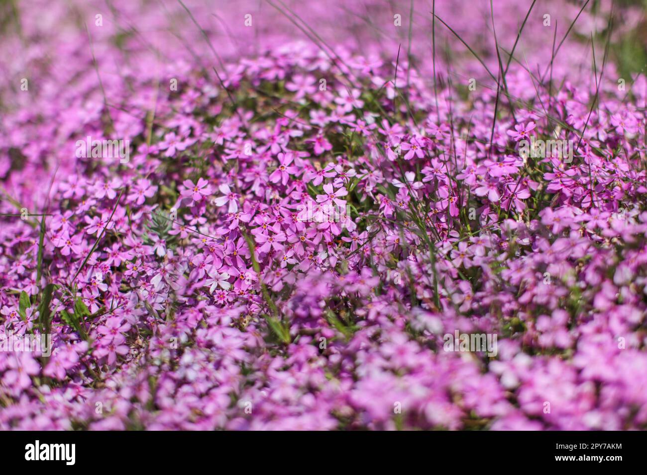 Shallow depth of field photo, only few blossoms in focus, pink / lilac flowerbed. Abstract flowery spring background. Stock Photo