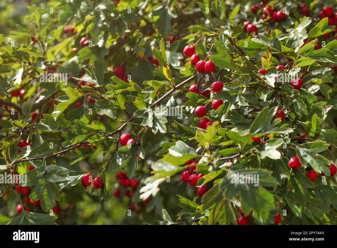 Hawthorn (Crataegus / hawberry) bush with small red fruits. Stock Photo