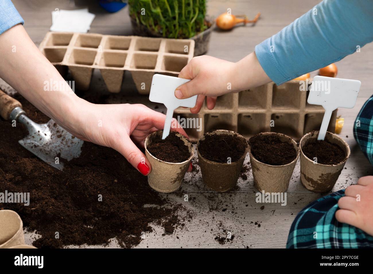 Mother and child planting seeds at home in fertile black earth. Putting name tags for plants. In background freshly grown sprouts. Spring and gardening concept. Stock Photo