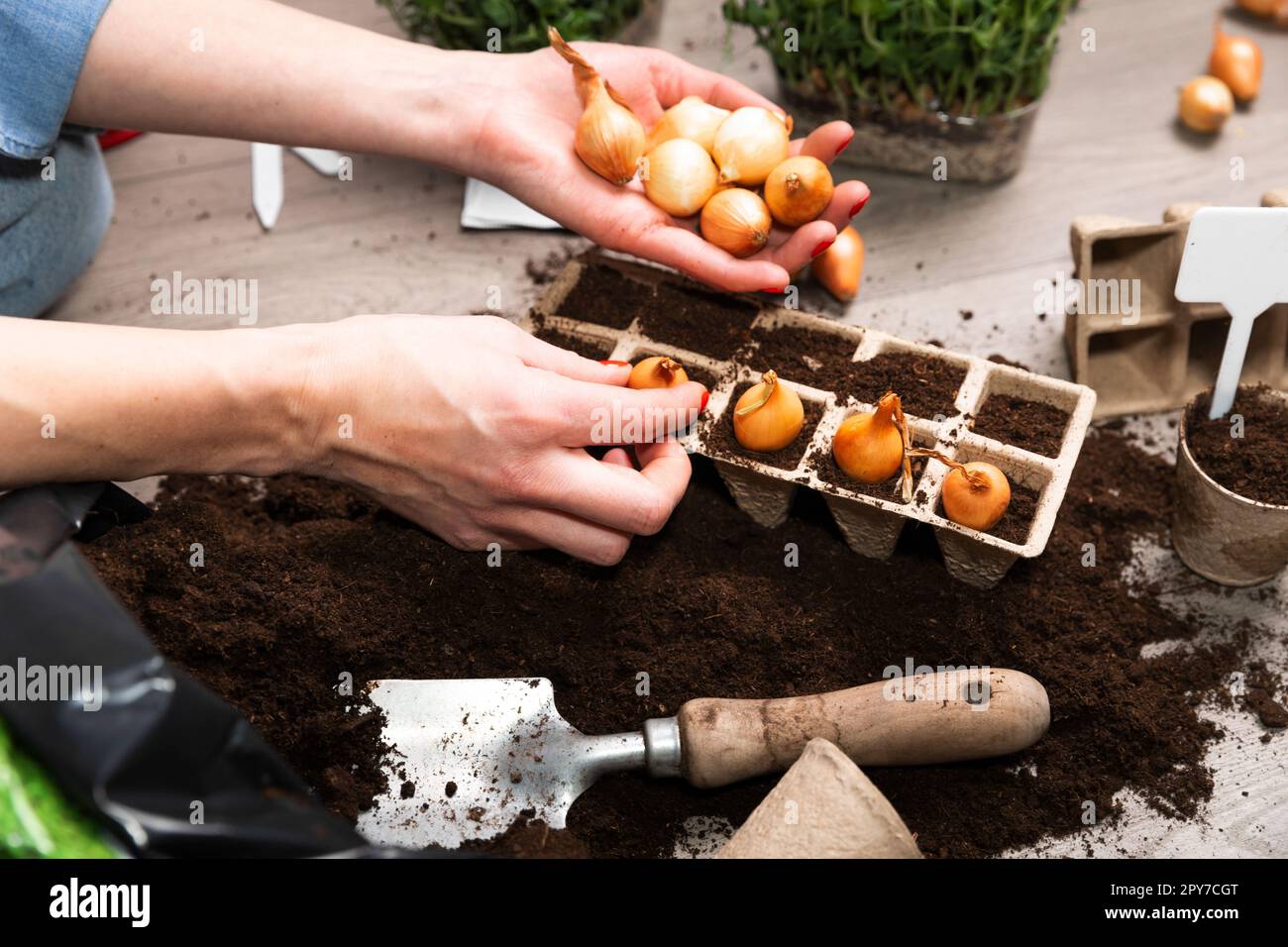 Mother and child planting seeds at home in fertile black earth. Putting name tags for plants. In background freshly grown sprouts. Spring and gardening concept. Stock Photo