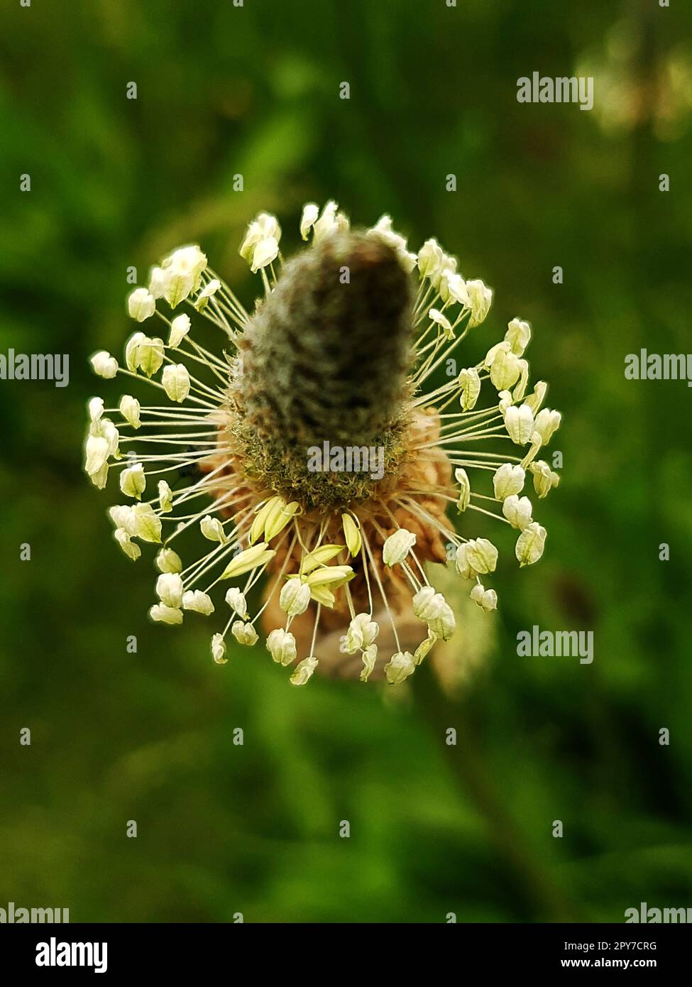 Plantain flower close up Stock Photo