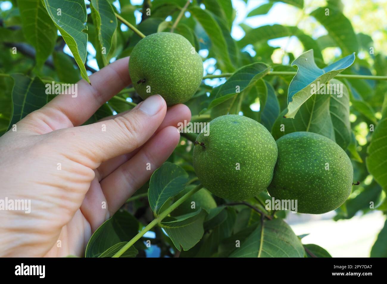 Unripe walnuts on a branch. A woman's hand is touching or picking nuts. Collection of nuts for the preparation of health tinctures. Ethnoscience. Serbian agriculture horticulture Sremska Mitrovica Stock Photo