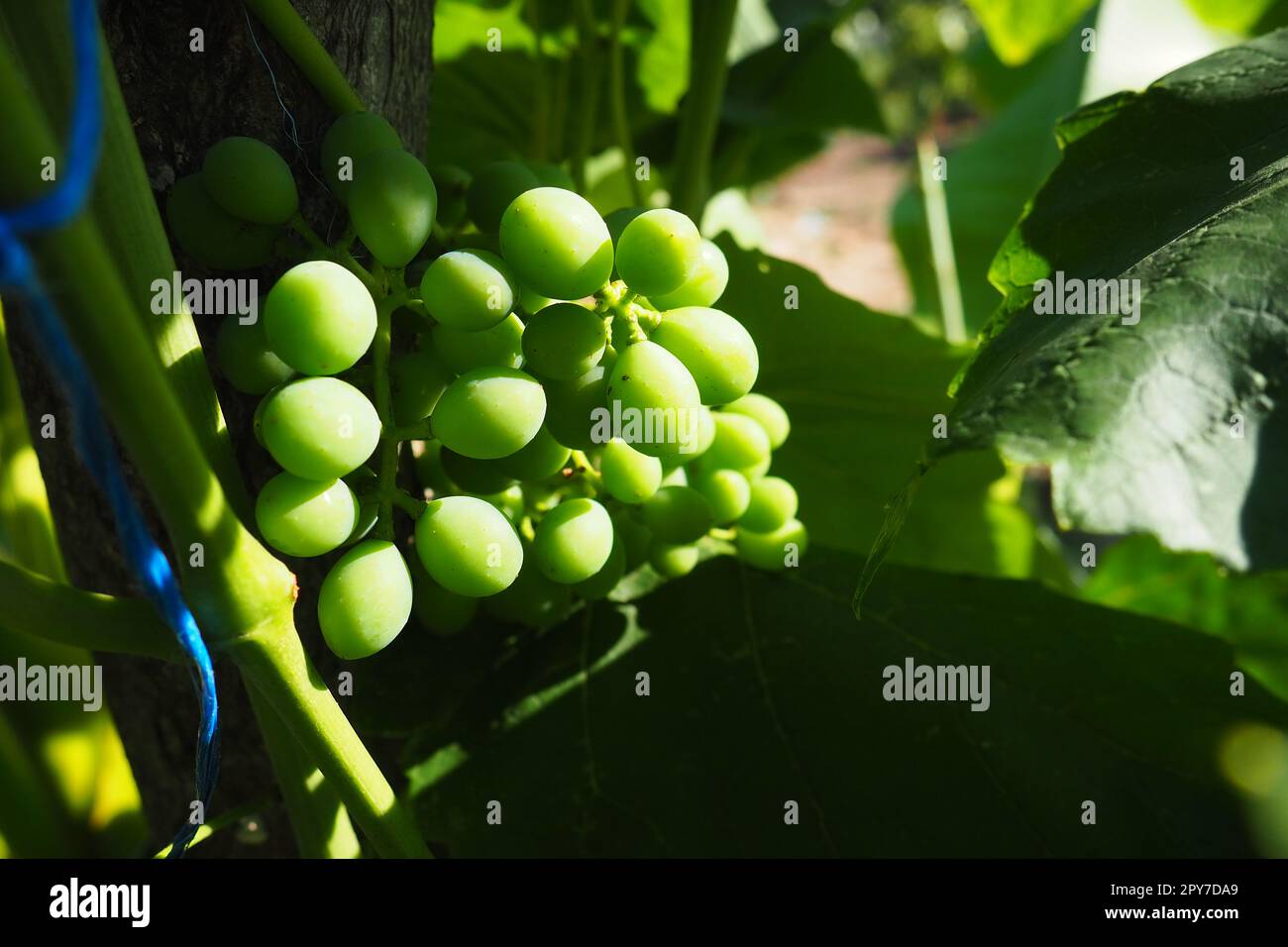 Young green grapes hang on the branches of the vine. Unripe grapes as a future crop. Plant diseases. Green grape leaves. Serbia, Vojvodina, Sremska Mitrovica. Winemaking in Serbia Stock Photo