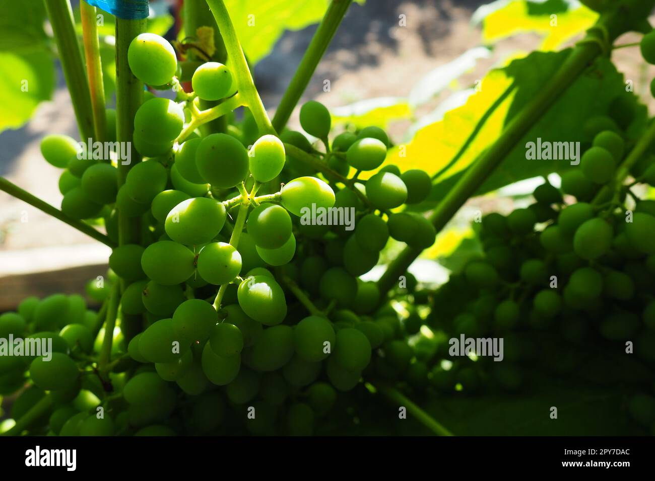Young green grapes hang on the branches of the vine. Unripe grapes as a future crop. Plant diseases. Green grape leaves. Serbia, Vojvodina, Sremska Mitrovica. Winemaking in Serbia Stock Photo