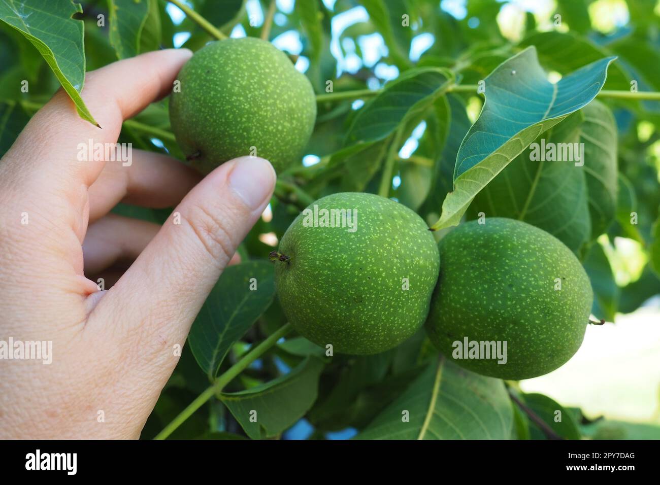 Unripe walnuts on a branch. A woman's hand is touching or picking nuts. Collection of nuts for the preparation of health tinctures. Ethnoscience. Serbian agriculture horticulture Sremska Mitrovica Stock Photo