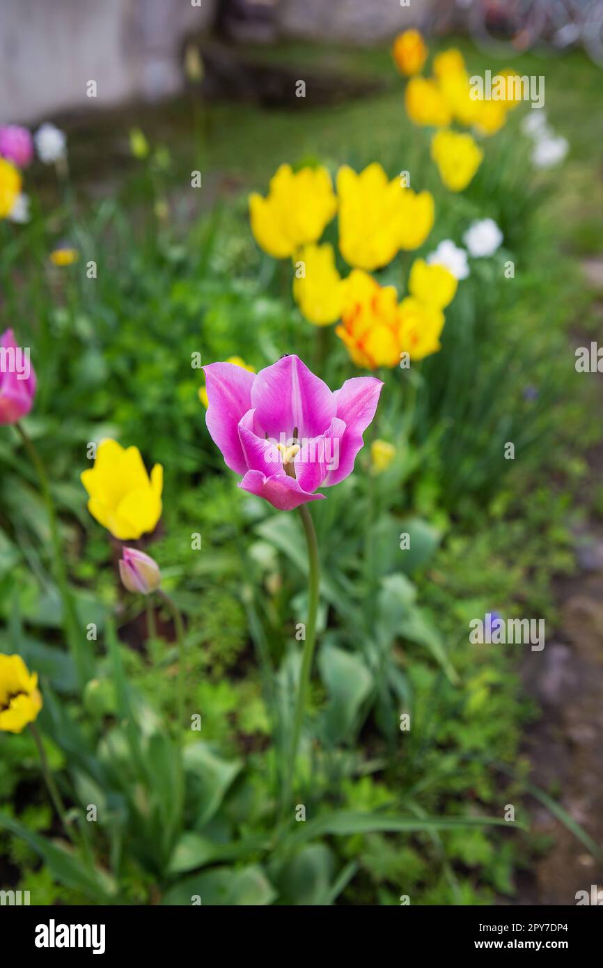 Purple and yellow tulips bloom in a flower bed in a spring garden. Planting and caring for flowers in the flowerbed. Stock Photo