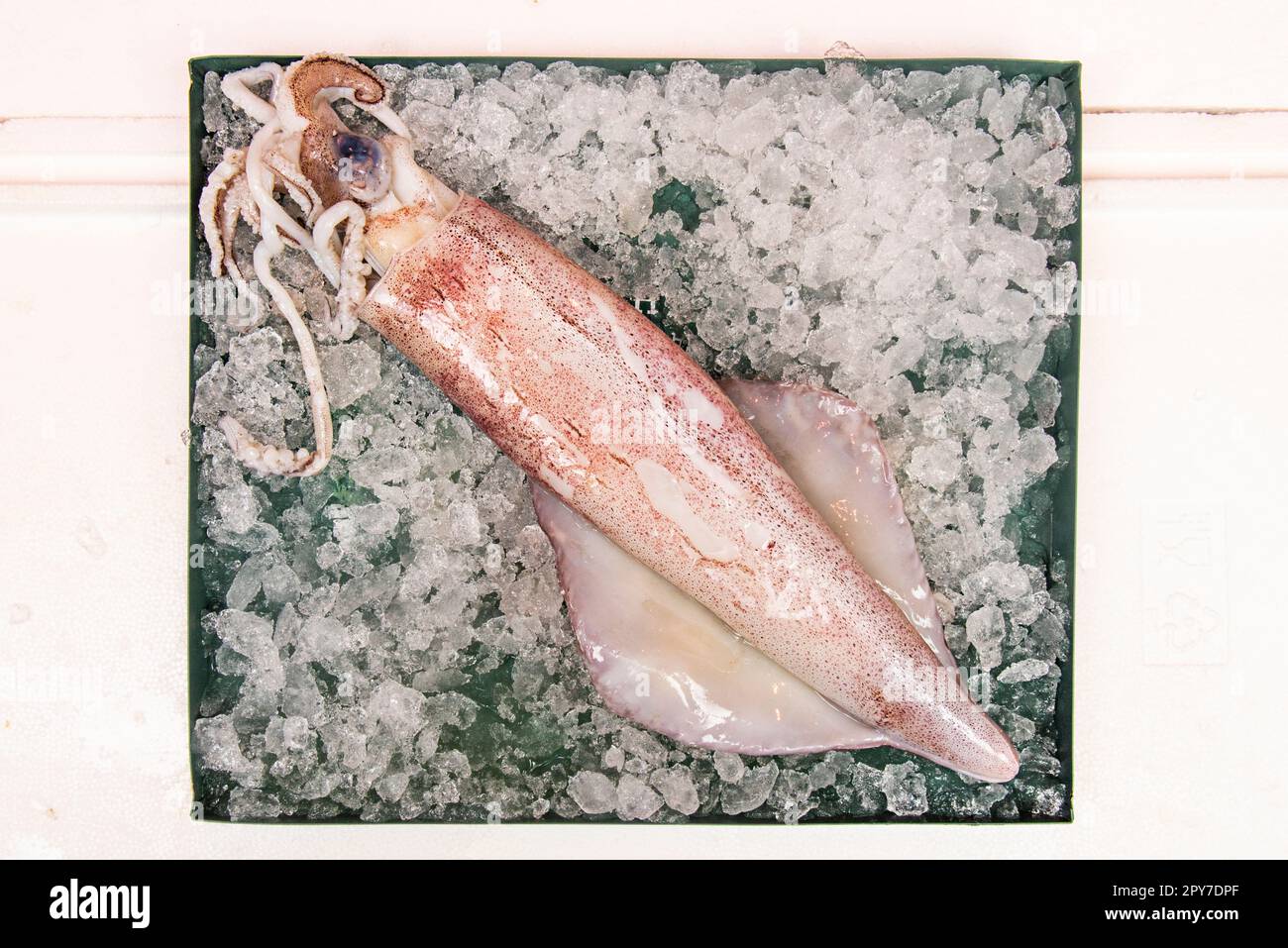 Squids are soft-bodied mollusks whose forms evolved to adopt an active