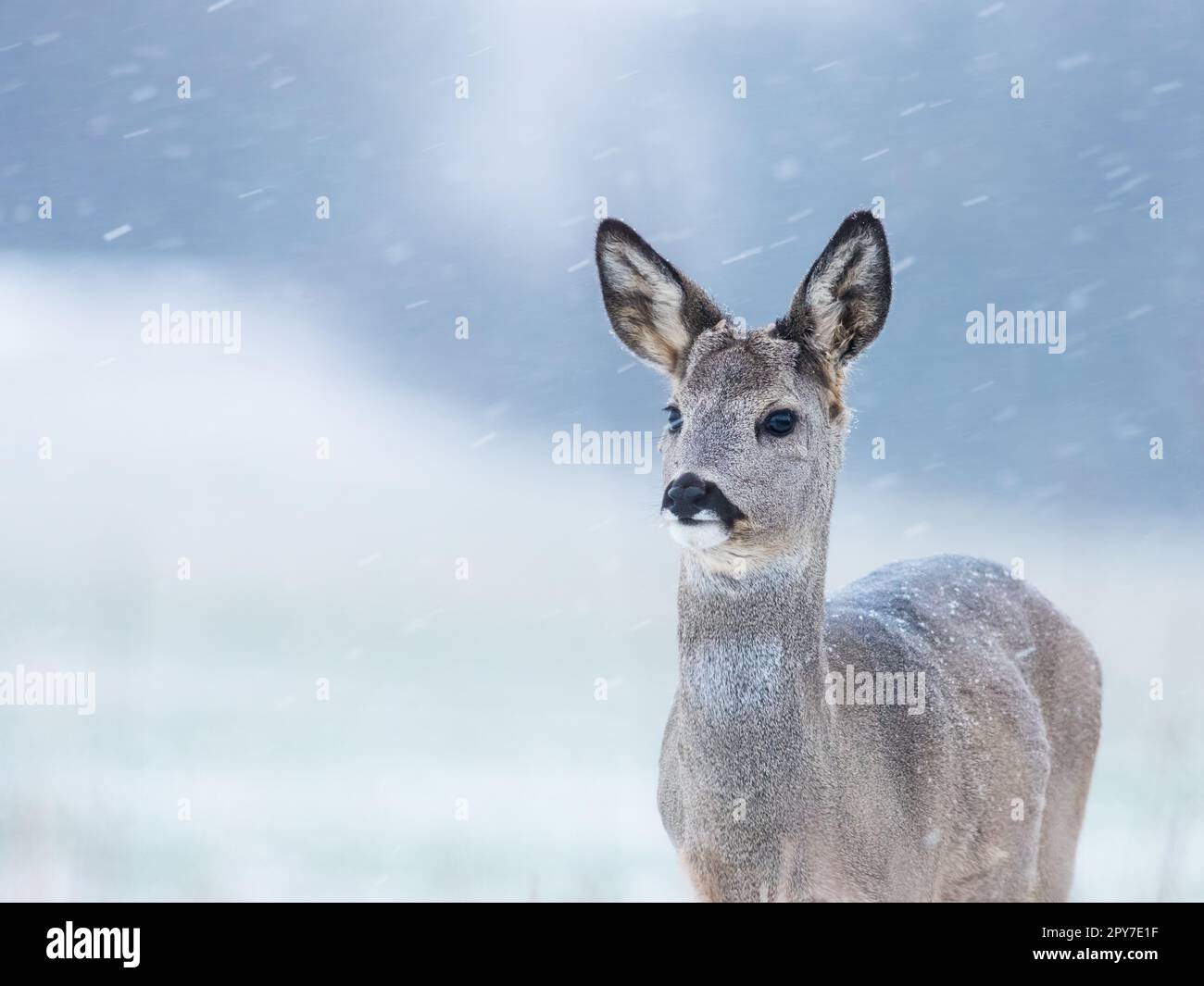 Wild roe deer in the snow. Capreolus capreolus. Stock Photo