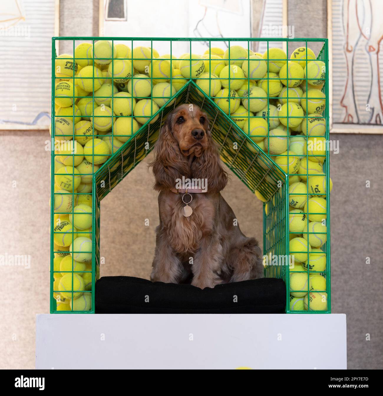 Bonhams, London, UK. 3 May 2023. Photocall for selected highlights from Goodwoof's Barkitecture kennel design competition 2023. Britain's leading kennel design competition is back for 2023. The brainchild of Kevin McCloud MBE & The Duke of Richmond, Barkitecture is a unique competition celebrating best kennel architecture. Competing for the ‘Kennel Design Award', registered architects had a choice of designing a single or double occupancy kennel, for dogs at work, with a £250 budget. Shortlisted kennels include: Coffey Architects Fetch, modelled with Spaniel Ludo. Credit: Malcolm Park/Alamy Li Stock Photo
