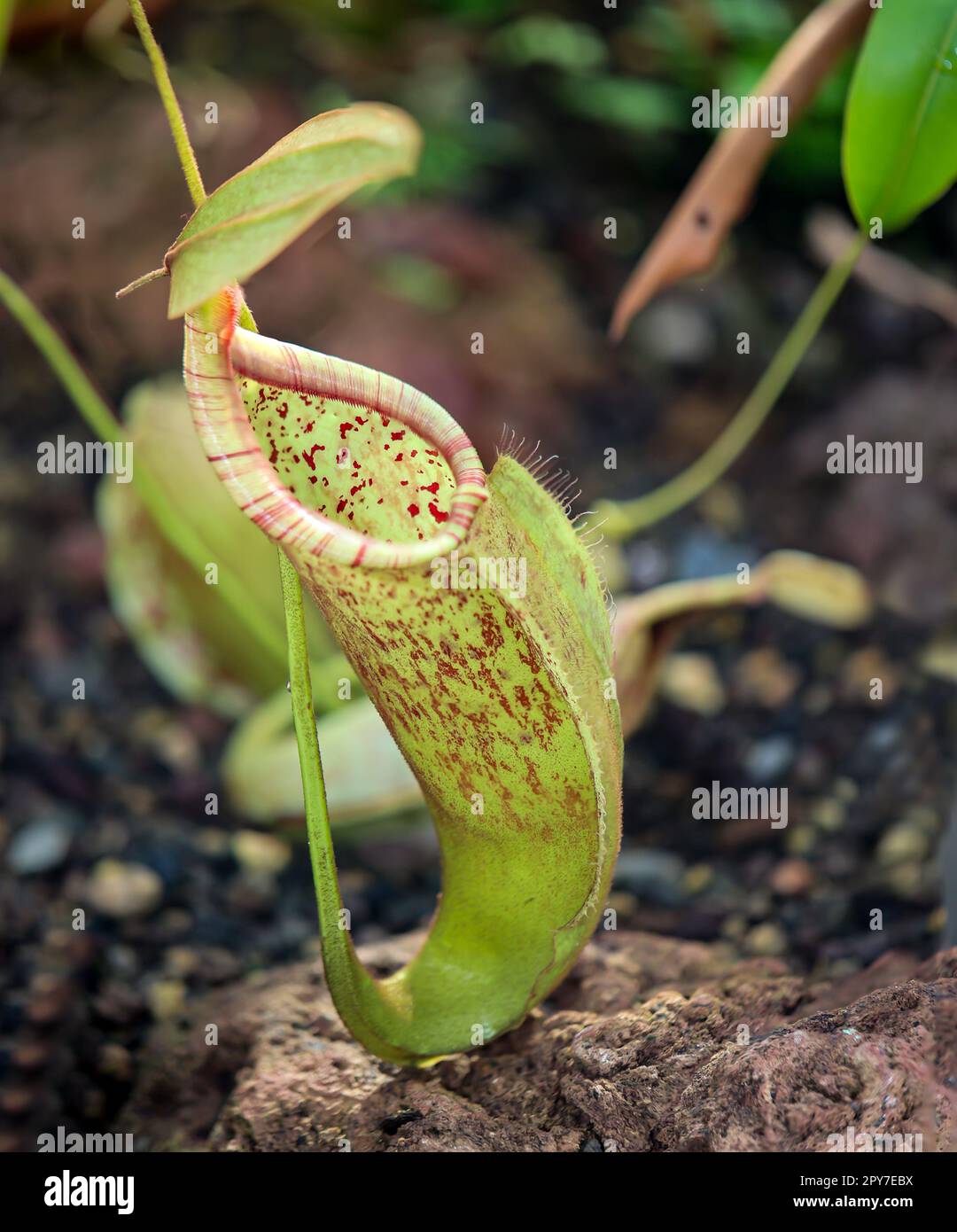 The flower of a black and red pitcher plant, an orchid in a greenhouse. Stock Photo
