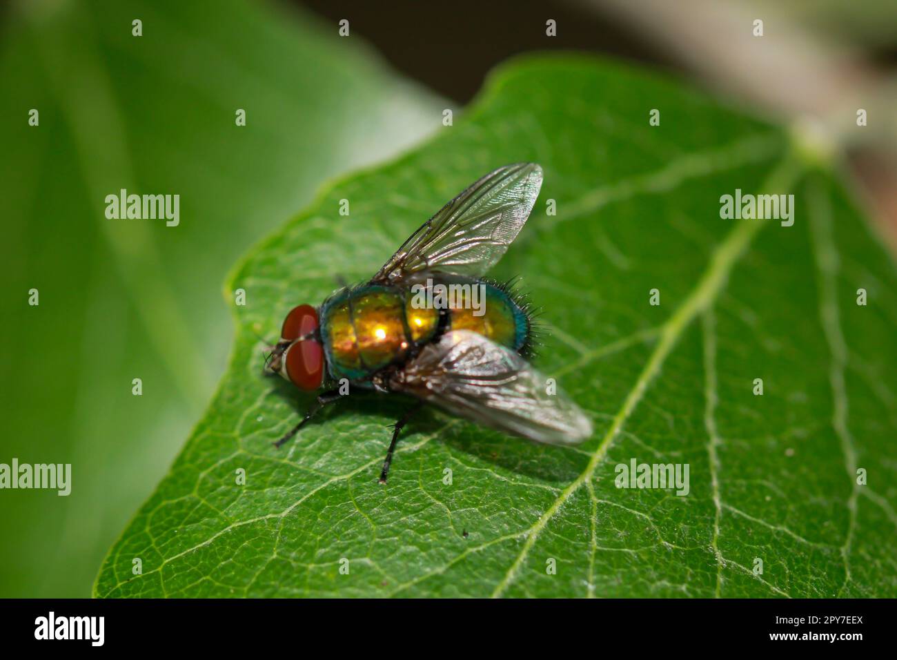 Pure Gold Flying Insect One fly, gold fly unbest. (Lucila spec.) on a tree leaf Stock Photo - Alamy