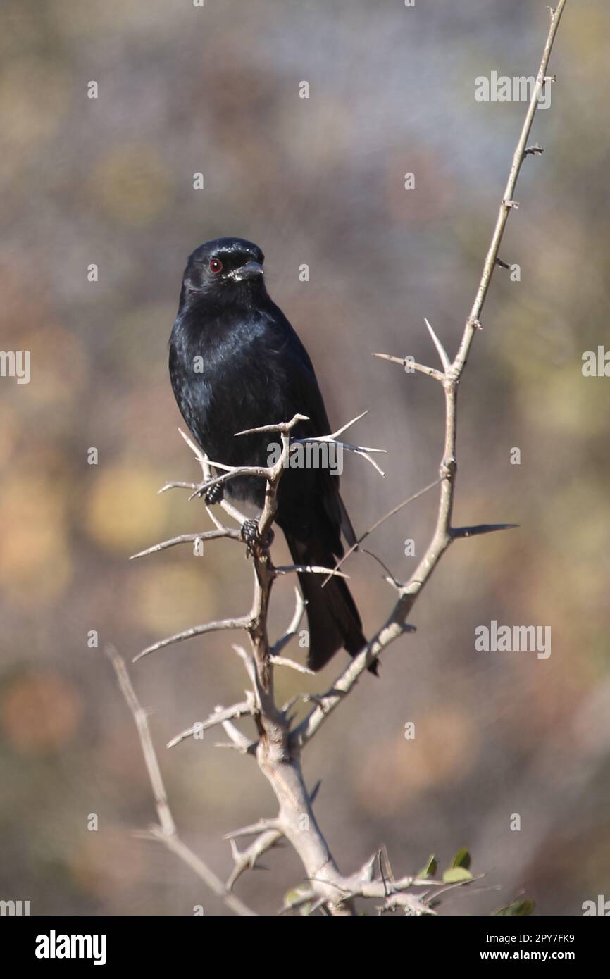 Gabelschwanzdrongo / Fork-tailed drongo / Dicrurus adsimilis Stock ...