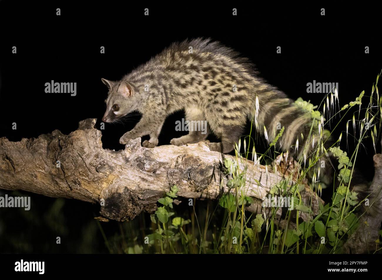 Adult male Genet within his territory in a forest of holm oaks and pines in the early evening Stock Photo