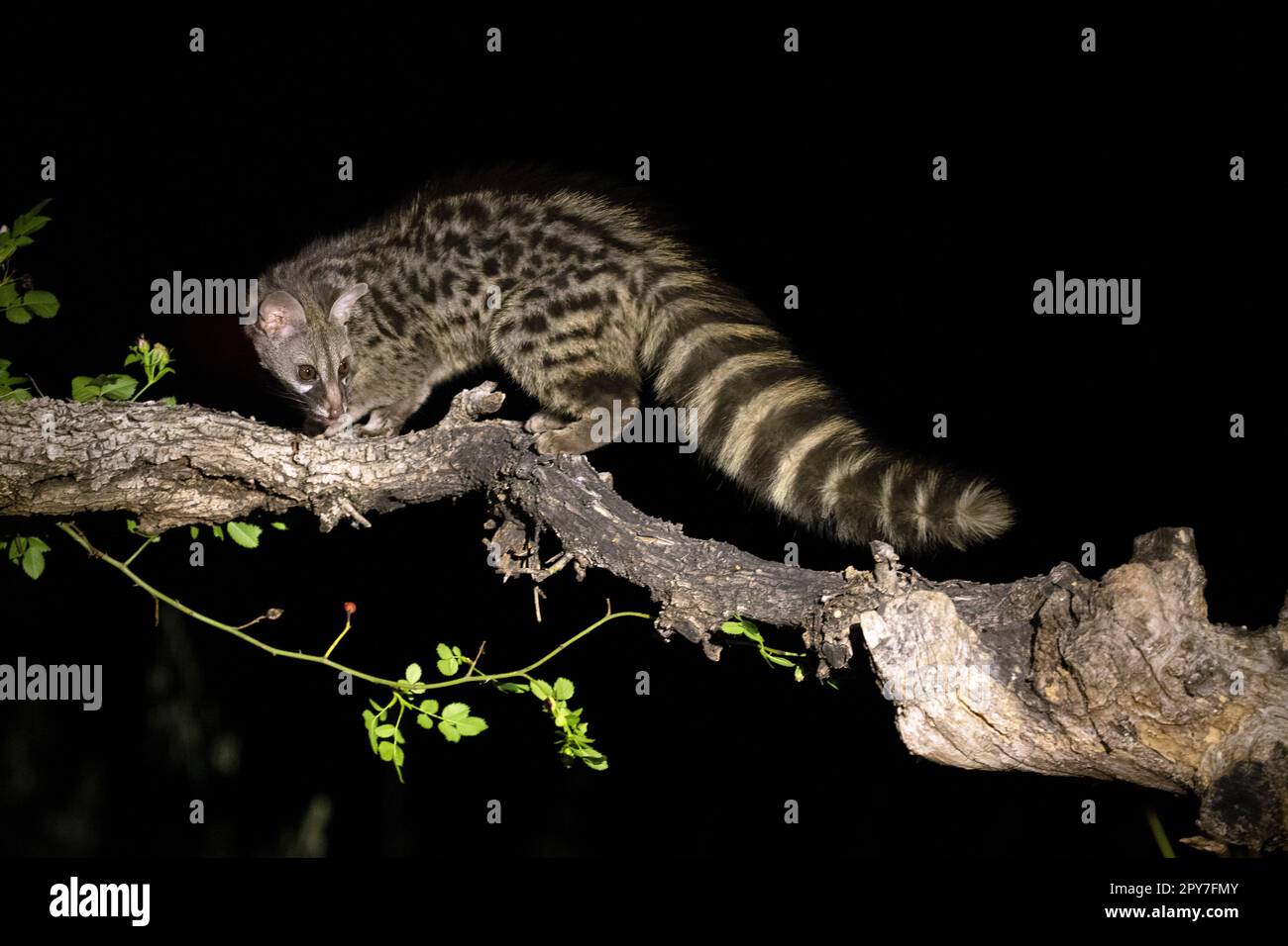 Adult male Genet within his territory in a forest of holm oaks and pines in the early evening Stock Photo