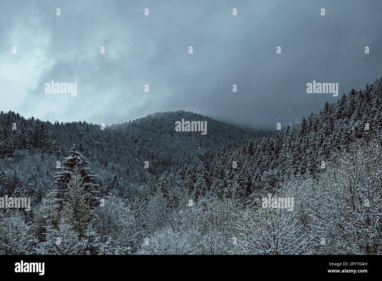 snow-covered forest in the mountains Stock Photo