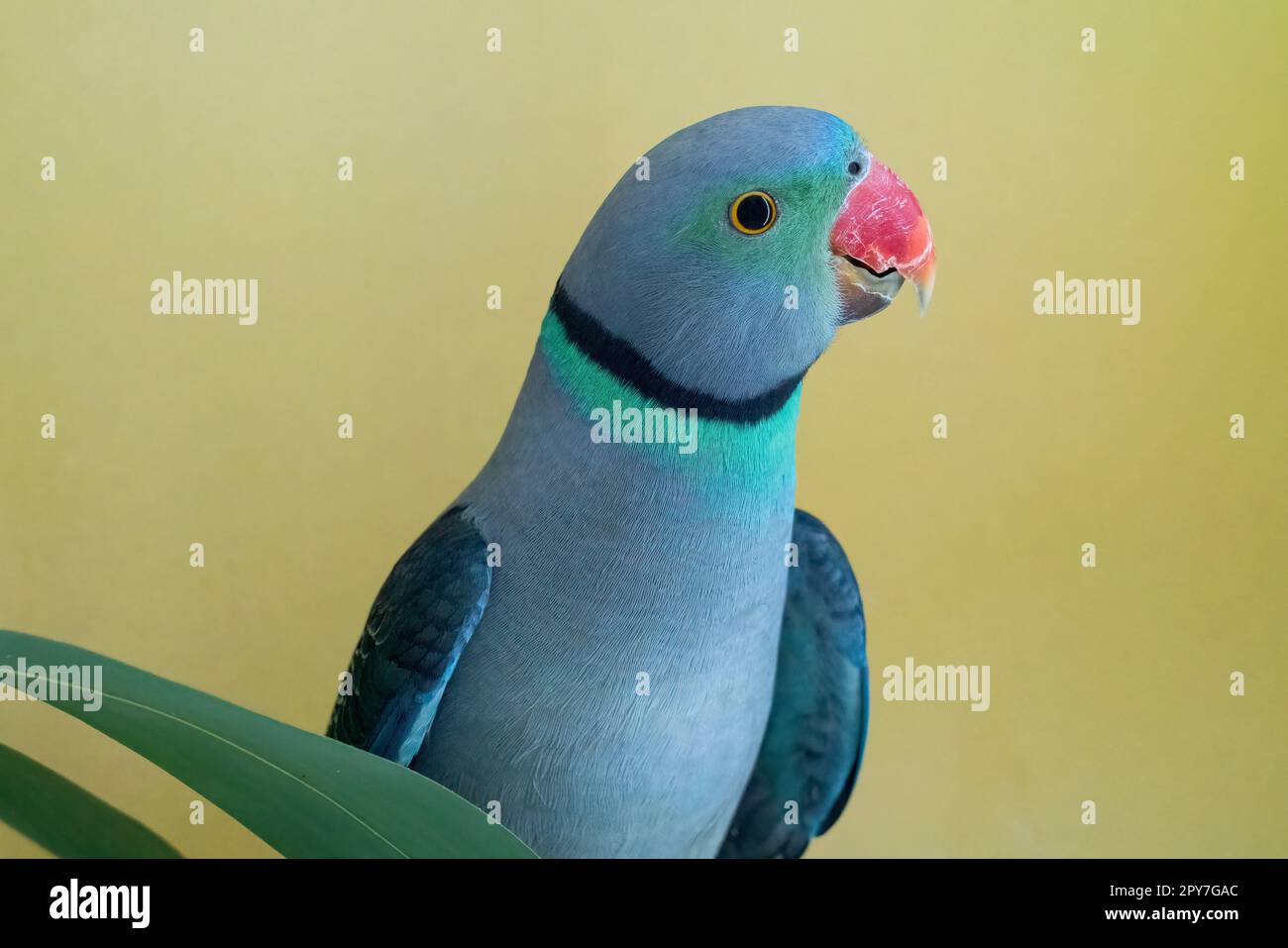bluewinged parakeet, male Stock Photo Alamy