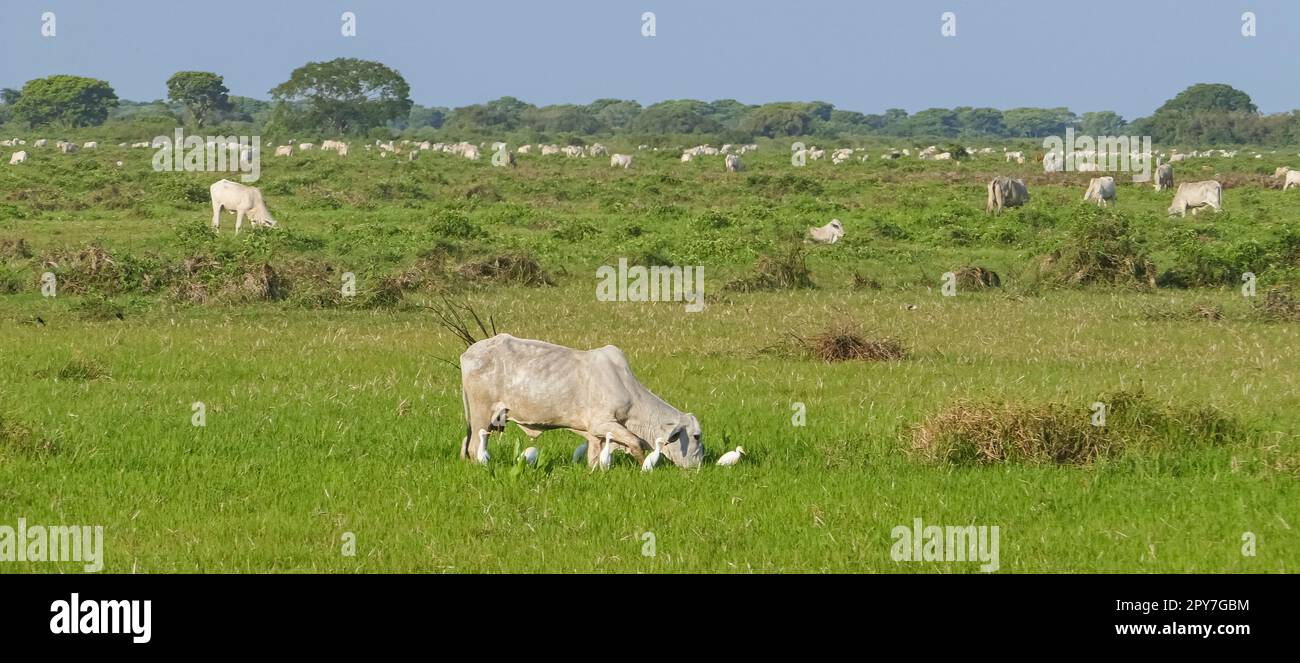 Vestimenta do peao pantaneiro hi-res stock photography and images - Alamy