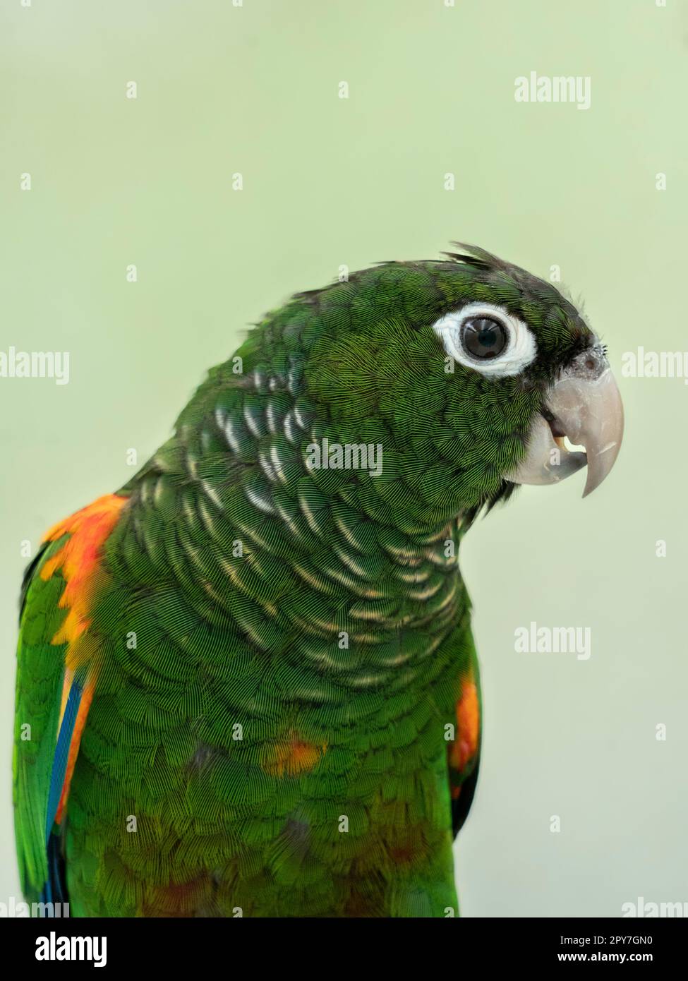 Pyrrhura egregia hires stock photography and images Alamy