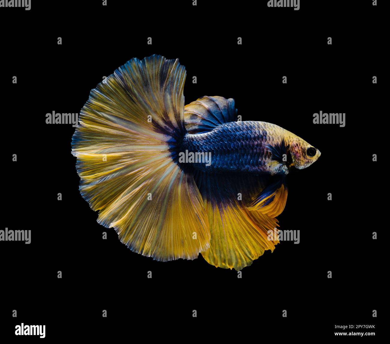 Yellow and blue half moon Betta splendens fish (Siamese fighting fish) on black background. Stock Photo