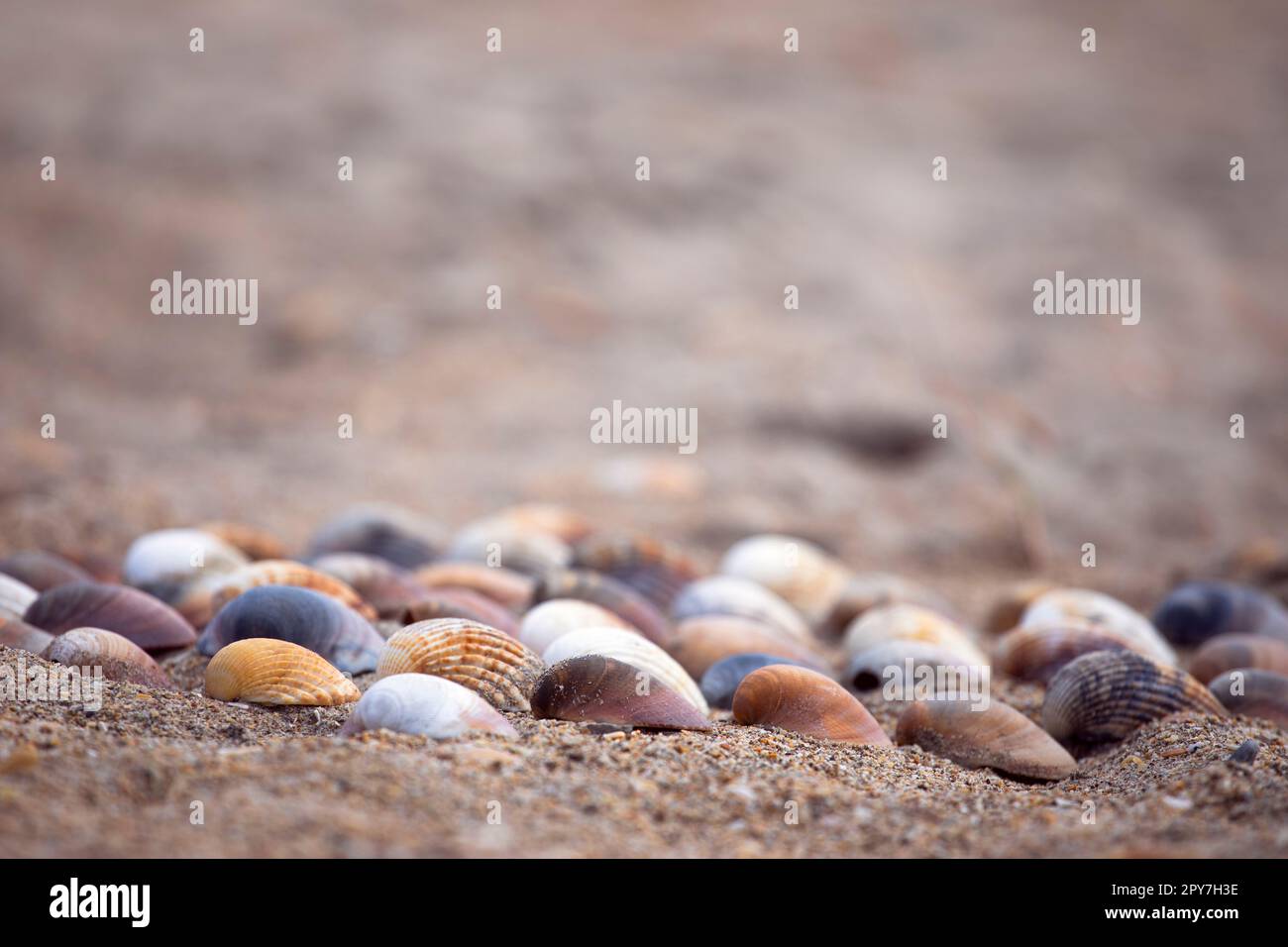 Collection of colourful seashells in the sand. Beach background with beautiful seashells and copy space. Pastel coloured seashells. Stock Photo