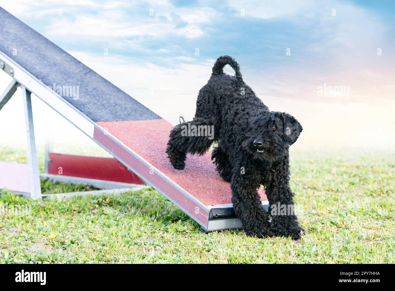 training of agility for competition  in an obedience club Stock Photo