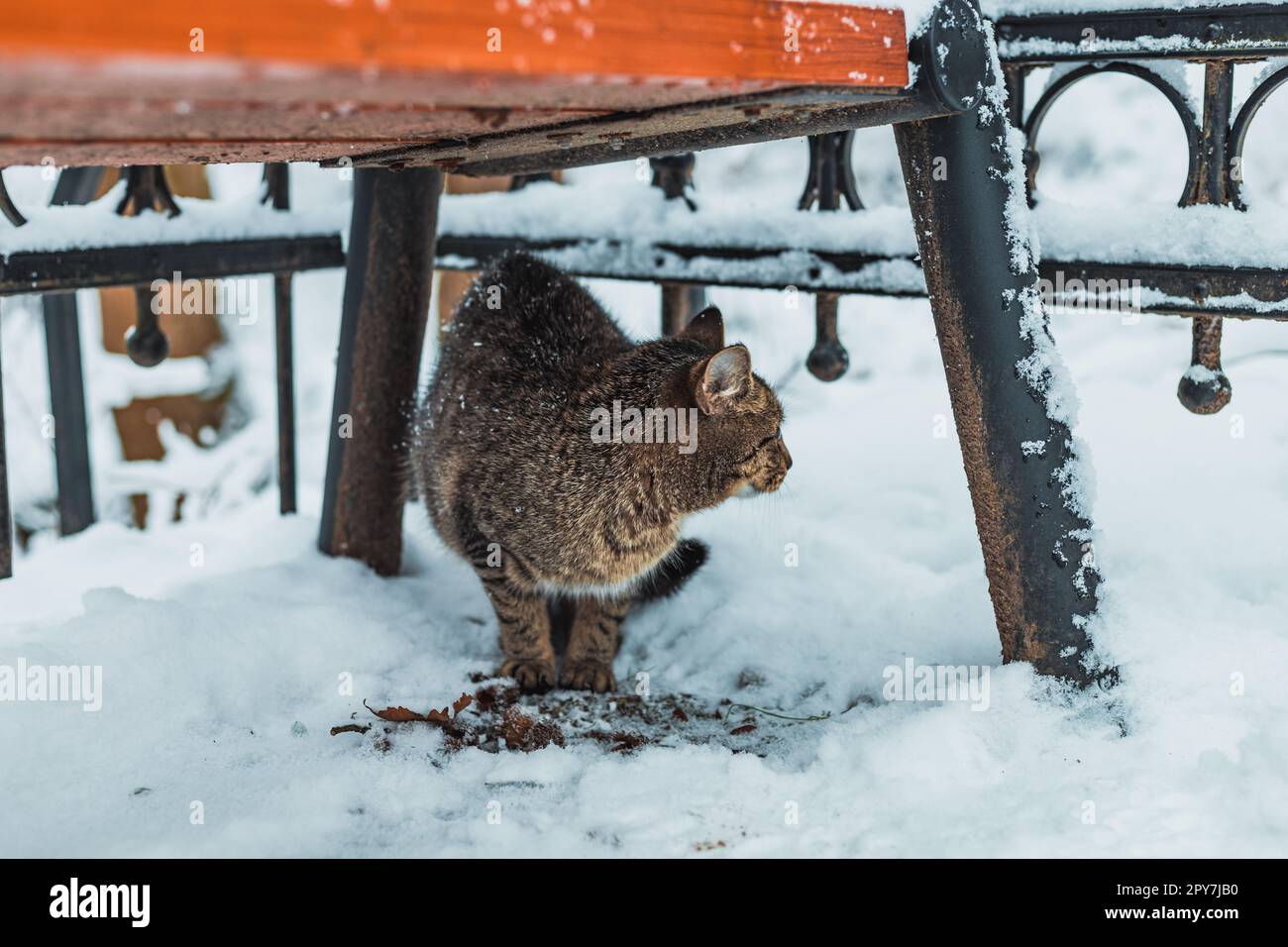 cat in the snow under the bench Stock Photo