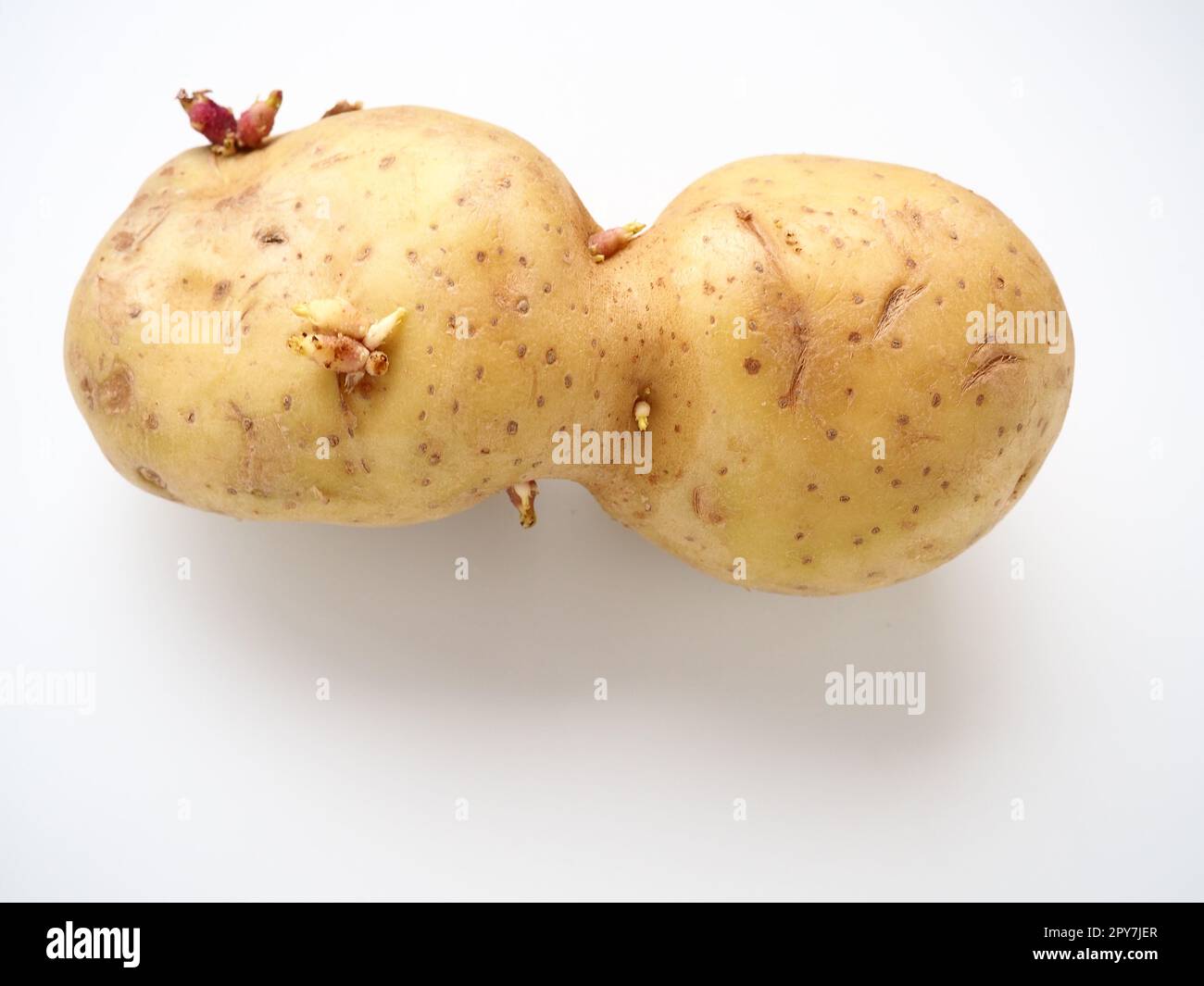 Ugly potatoes on white background. Unnormal vegetable, zero waste. Irregular shaped pratie spud. Influence of dioxins, radiation, pesticides and mutagenic factors on plant development. Stock Photo