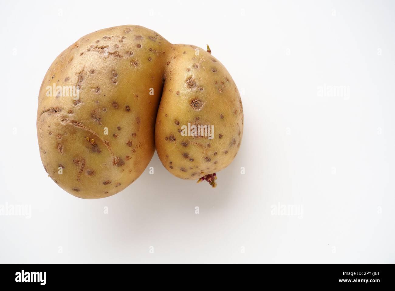 Ugly potatoes on white background. Unnormal vegetable, zero waste. Irregular shaped pratie spud. Influence of dioxins, radiation, pesticides and mutagenic factors on plant development. Copy space Stock Photo