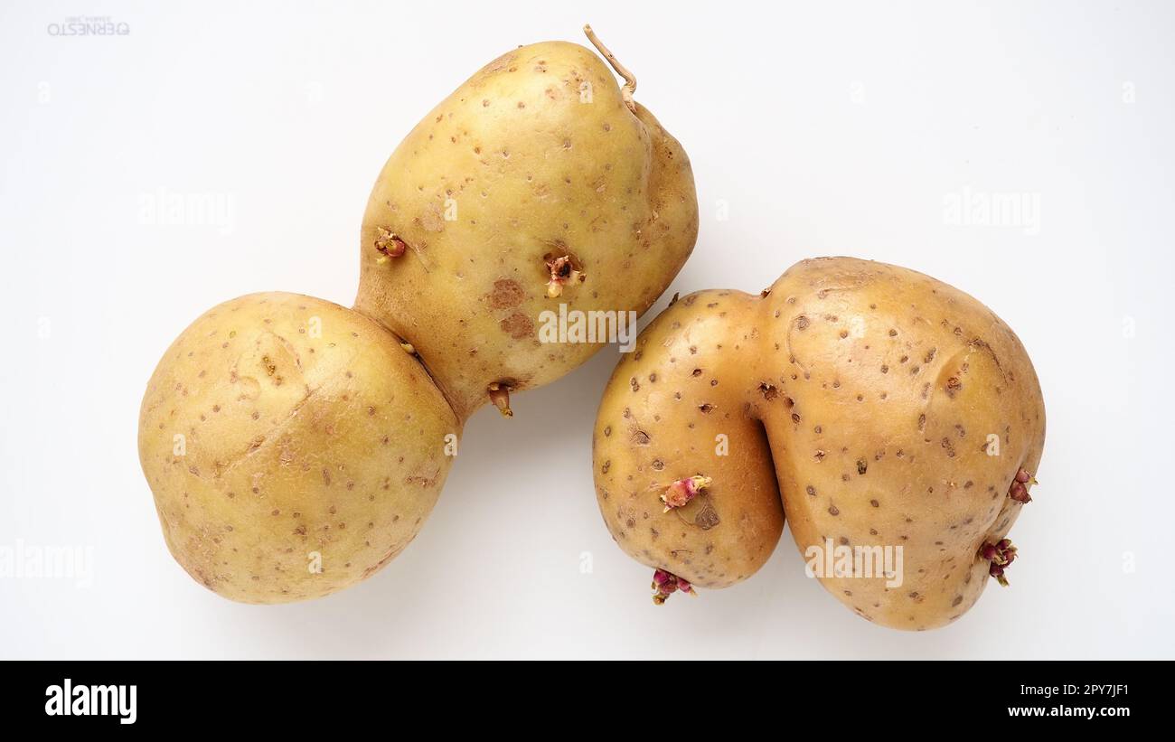 Ugly potatoes on white background. Unnormal vegetable, zero waste. Irregular shaped pratie spud. Influence of dioxins, radiation, pesticides and mutagenic factors on plant development. Stock Photo
