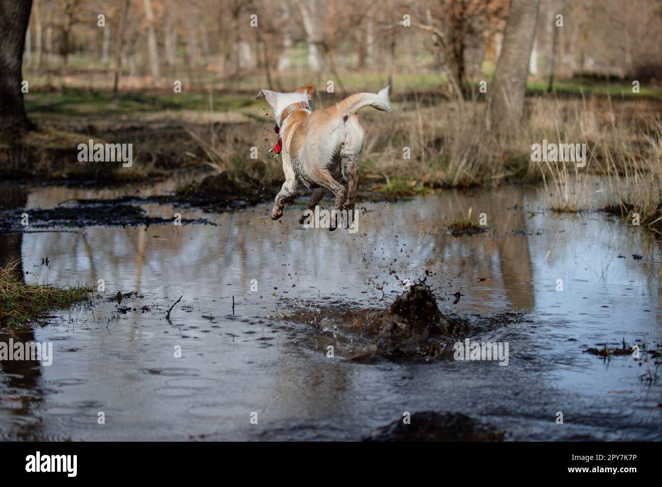 Funny moment of a crossbreed female dog jumping into the pond in autumn