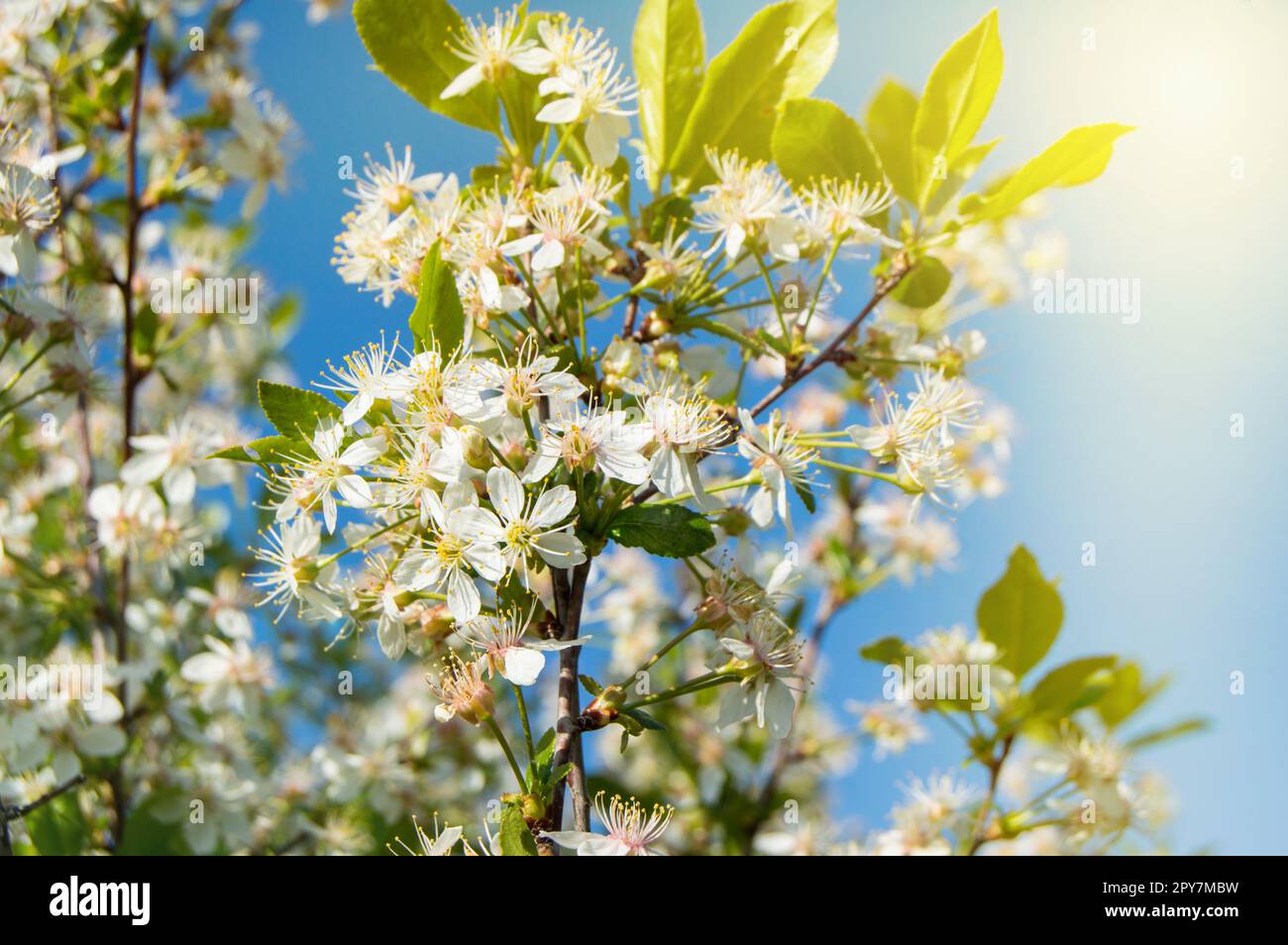 Flowering branches of Cherry on blue sky background at Sunny spring day, copy space Stock Photo