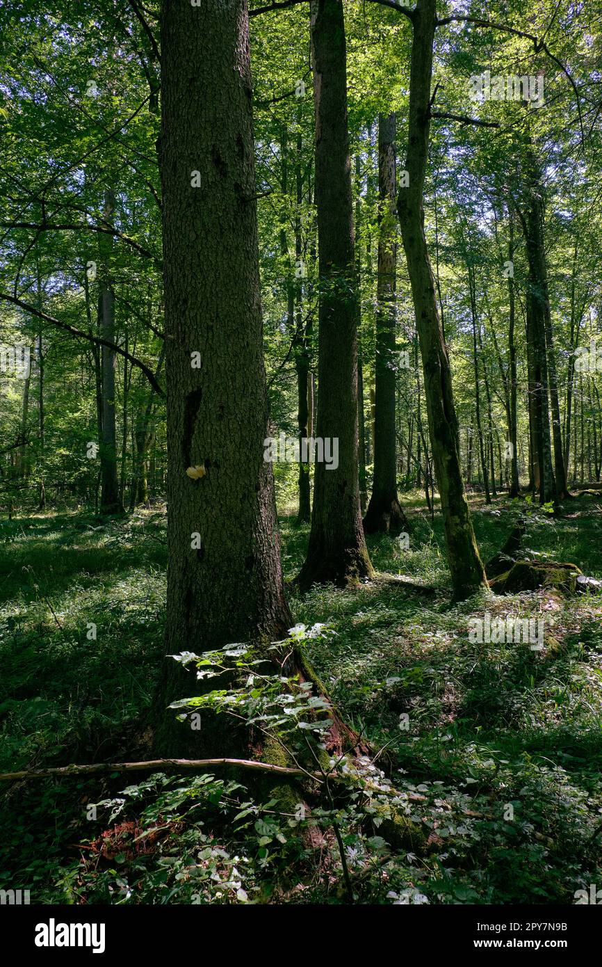 Old deciduous forest in summer midday Stock Photo