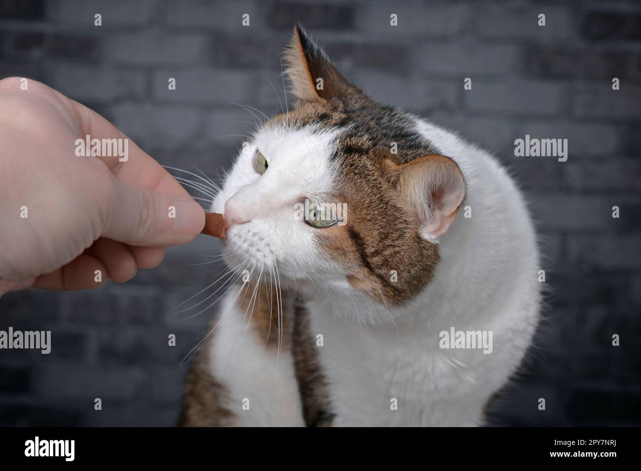 Cute tabby cat eating favorite treat from hand of owner. Stock Photo