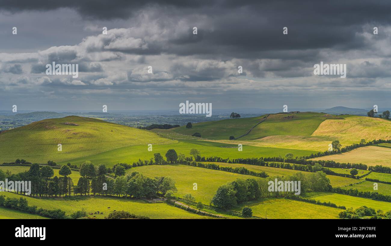 Cattle and sheeps grazing on green hills and pastures. Ancient Loughcrew Cairns, Ireland Stock Photo