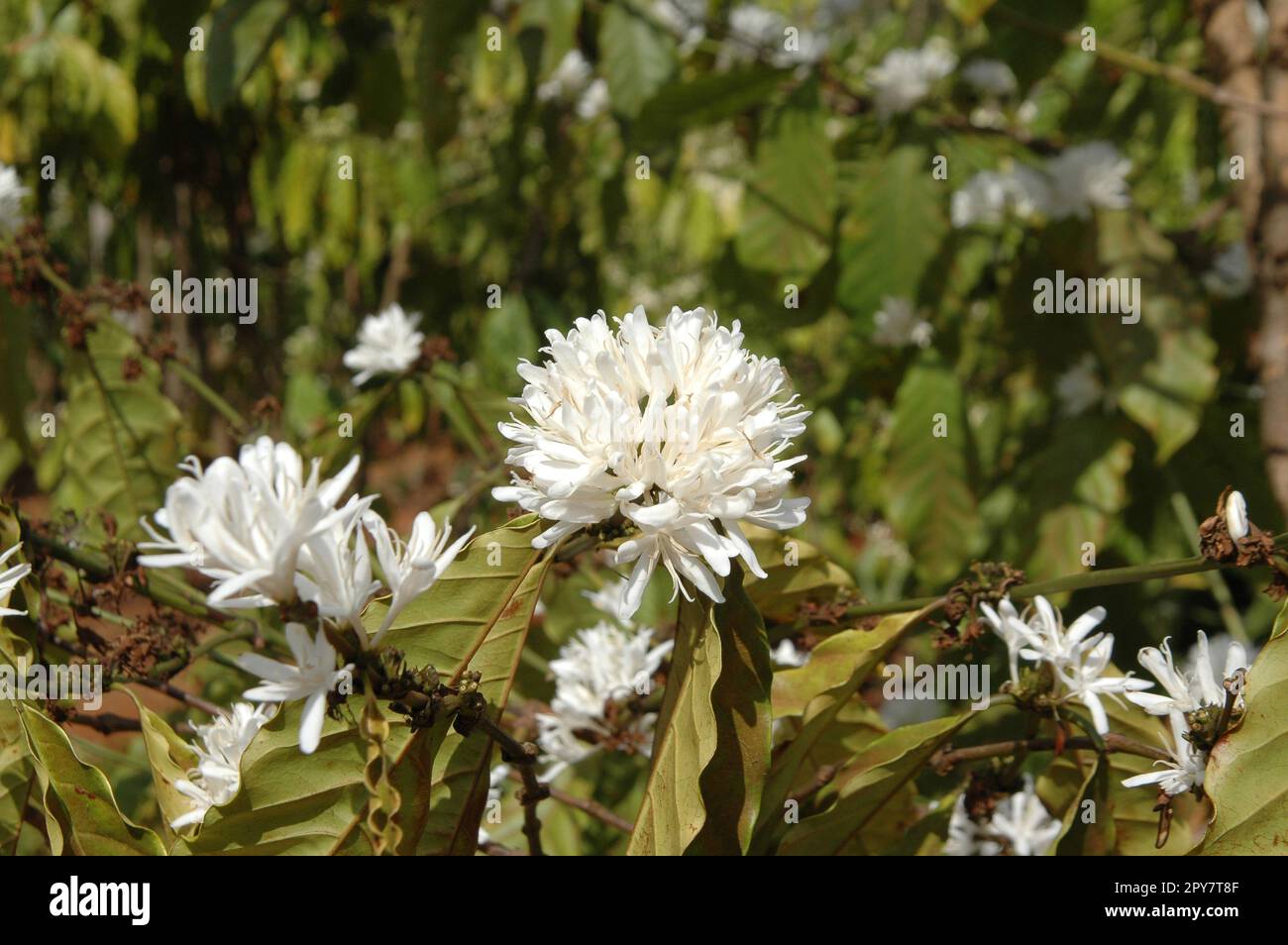 Coffee flowers, farm in highland Vietnam Stock Photo