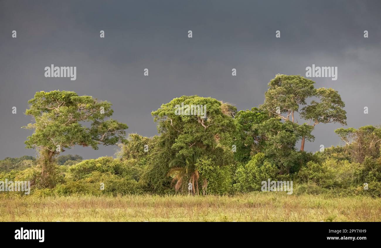 Dark storm clouds over a group of trees in Pantanal Wetlands, Mato Grosso, Brazil Stock Photo