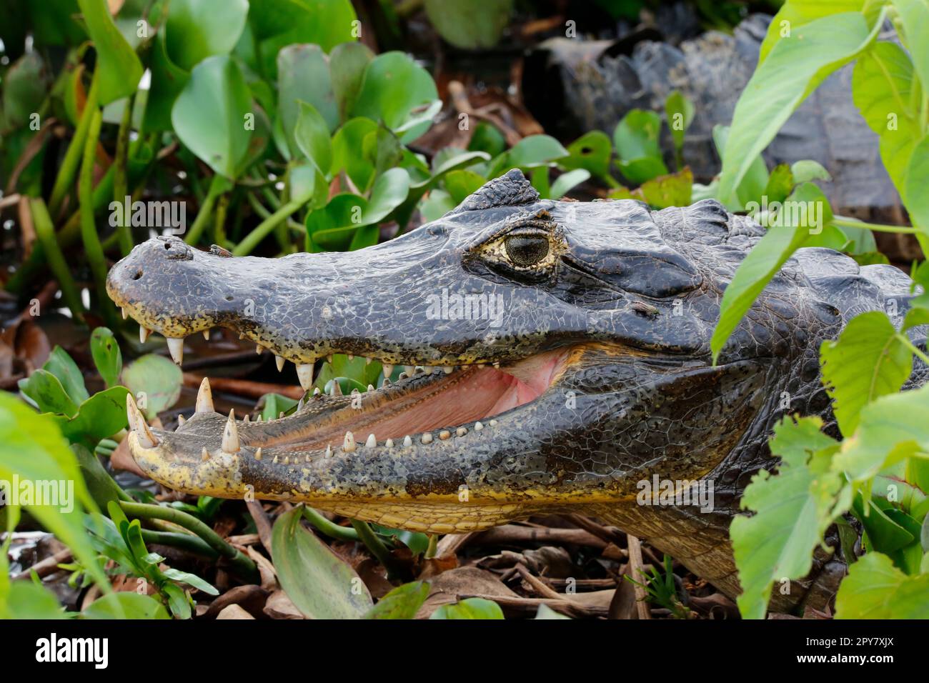 Close-up of a Caiman yacare profile with open mouth surrounded by green leaves, Pantanal Wetlands, Mato Grosso, Brazil Stock Photo