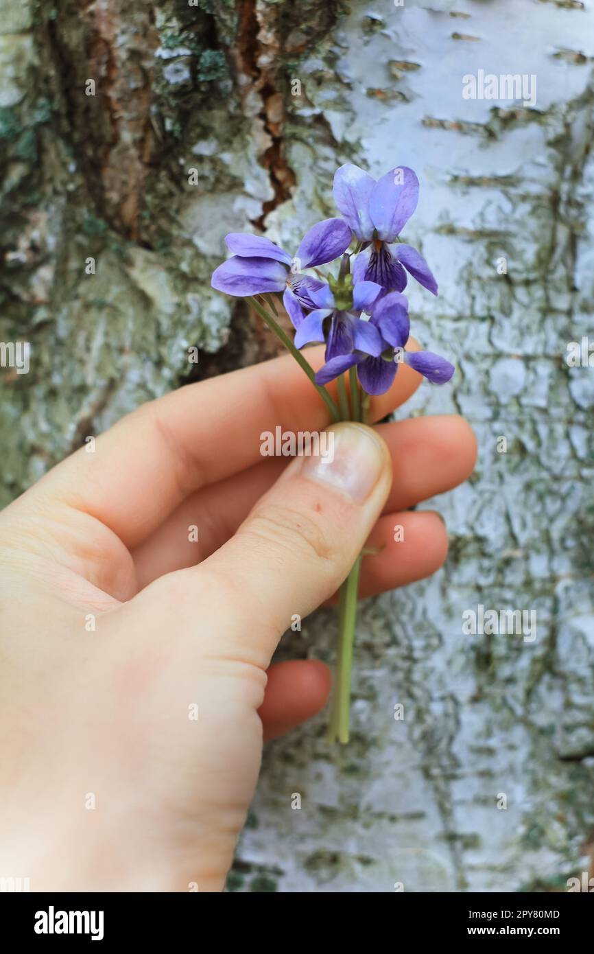 Close up purple posy concept photo Stock Photo