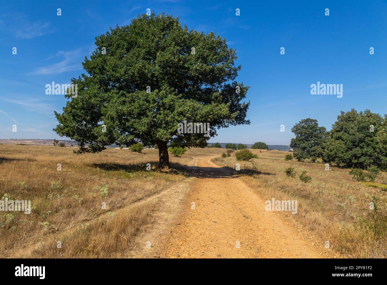 Rural road in soria hi-res stock photography and images - Alamy