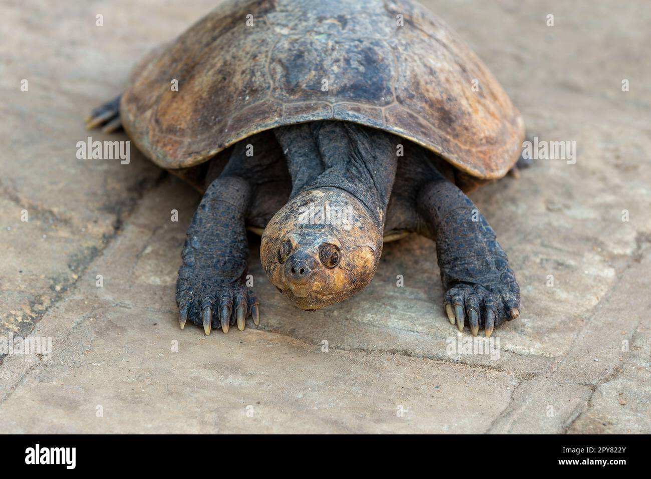 Madagascan big-headed turtle (Erymnochelys madagascariensis). Endemic ...